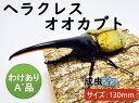 ヘラクレスオオカブト 成虫 ♂(オス) A’品 130mmUP ラニヘラクレス ヘラクレカブトムシ 昆虫 生き物 ヘラクレス ペット ヘラヘラ プレゼントに 夏...