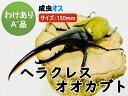 ヘラクレスオオカブト 成虫 ♂(オス) A’品 150mmUP ラニヘラクレス ヘラクレカブトムシ 昆虫 生き物 ヘラクレス ペット ヘラヘラ プレゼントに 夏...