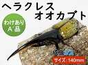 ヘラクレスオオカブト 成虫 ♂(オス) A’品 140mmUP ラニヘラクレス ヘラクレカブトムシ 昆虫 生き物 ヘラクレス ペット ヘラヘラ プレゼントに 夏...