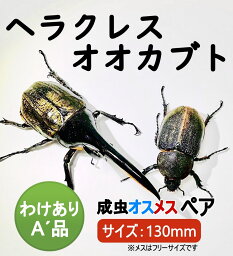 ヘラクレスオオカブト 成虫 ♂( オス) ♀ (メス) A’品 130mmUP ラニヘラクレス ヘラクレカブトムシ 昆虫 生き物 ヘラクレス ペット ヘラヘラ プレゼントに 夏休み 自由研究 送料無料 ラニヘラクレスオオカブト 鑑賞用　訳あり品 訳あり Lani Hercules