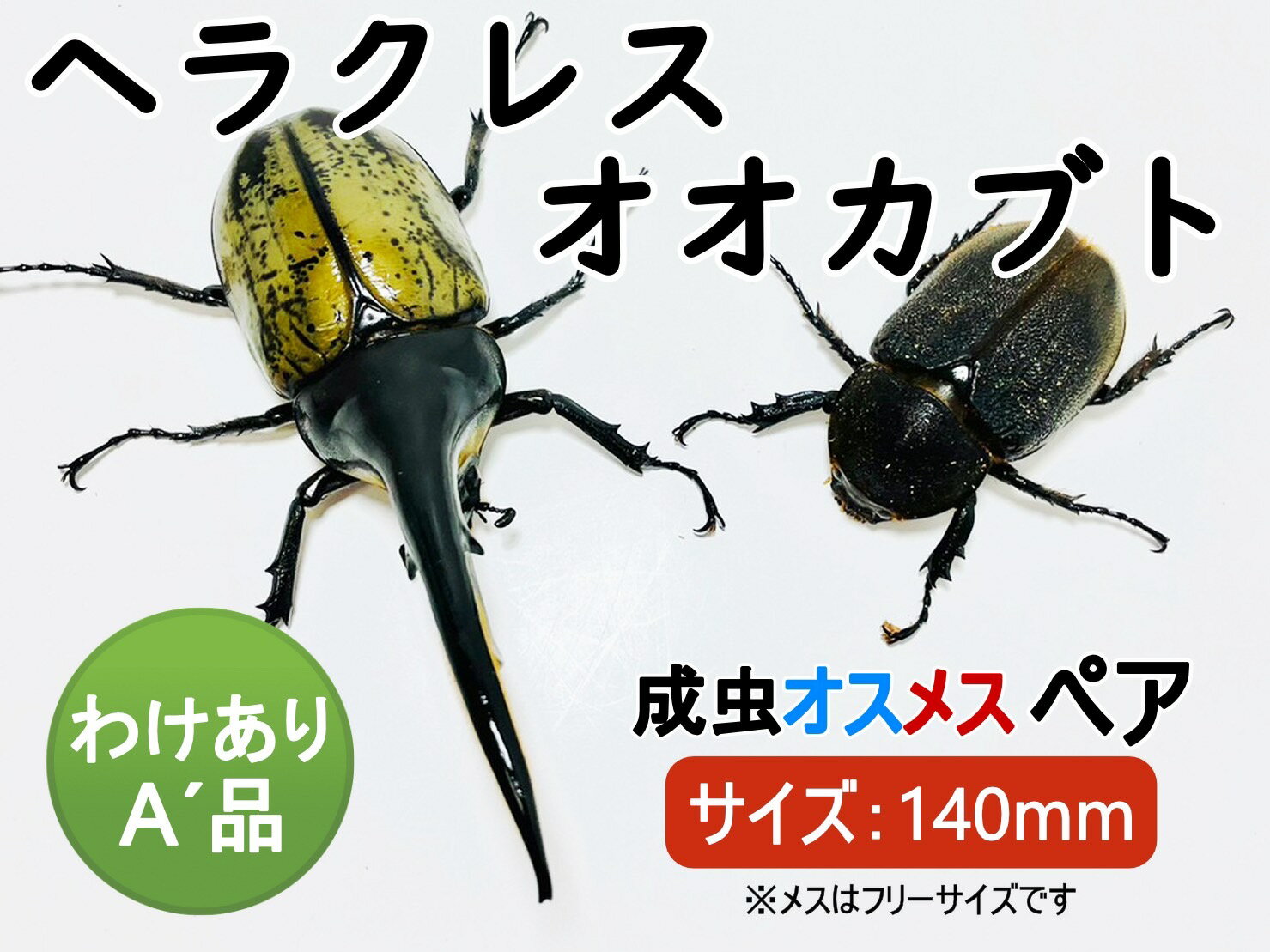 ヘラクレスオオカブト 成虫 ♂( オス) ♀ (メス) ペア A’品 140mmUP ラニヘラクレス ヘラクレカブトムシ 昆虫 生き物 ヘラクレス ペット ヘラヘラ プレゼントに 夏休み 自由研究 送料無料 ラニヘラクレスオオカブト 鑑賞用　訳あり品 訳あり Lani Hercules