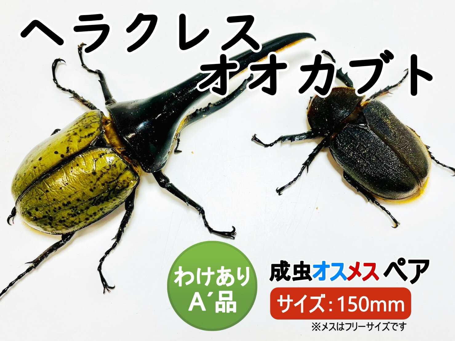 ヘラクレスオオカブト 成虫 ♂( オス) ♀ (メス) A’品 150mmUP ラニヘラクレス ヘラクレカブトムシ 昆虫 生き物 ヘラクレス ペット ヘラヘラ プレゼントに 夏休み 自由研究 送料無料 ラニヘラクレスオオカブト 鑑賞用　訳あり品 訳あり Lani Hercules 育て方　飼育