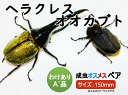 【商品名】ヘラクレスオオカブト成虫 オス 150mmUP 　　　　　（ヘラクレスヘラクレス） 【学　名】Dynastes hercules hercules 【サイズ】オス：約150mmUP（胸角先からおしりまで） 　　　　　※新成虫につき若干縮む事もあります メス：フリーサイズ 【産　地】グアドループ産 状態: 【A'品】以下のいずれかの状態 ・ディンプル(凹凸など有無) ・上翅がV字 ・内翅が多少出てる ・変色(黒が多い、右と左の上翅の色が違うなど) ・脚の麻痺 A品は角曲がりやディンプル凹みなどなく綺麗な状態のヘラクレスオオカブトとなります。 ちなみにA‘品は少し角が曲がったり上翅にディンプルがあったりなど少し蛹化、羽化を失敗したものとなります。 販売のヘラクレスオオカブトは、カブトムシやクワガタなどの甲虫を専門で飼育しているブリーダーが販売する商品です。成虫管理の飼育サポートも付いており、安心してお楽しみいただけます。 【商品の特徴】 ・お子様やお孫さんへのプレゼントに最適です！ ・夏休みの自由研究にぴったりです！ ・観賞用として、玄関やリビングのインテリアに素敵です！ ・飼育後も標本として楽しめます。 ・趣味としてブリードすることも可能で、楽しみが広がります。 ・実はカブトムシは植物にとって地球にやさしい存在です！ 【ヘラクレスオオカブトについて】 ヘラクレスオオカブトは、世界最大級のカブトムシで、雄の体長は約11cmから18cmにもなります。その大きな角から名前がつけられ、ギリシャ神話の英雄ヘラクレスにちなんでいます。 ヘラクレスオオカブトは、樹液や果汁を主な餌としています。幼虫は腐った木や土壌中の腐植質で育ちます。 鮮やかな色合いと大きな角から、ヘラクレスオオカブトは昆虫愛好家の間で人気があります。愛好家たちには「ヘラクレス」や「DHヘラクレス」と呼ばれており、販売される個体は正式には「ヘラクレスヘラクレスオオカブト」略称「ヘラヘラ」と呼ばれます。 【飼育方法】 成虫の飼育には虫かごや飼育ケースが使用されますが、比較的大きい衣装ケースなどを使用すると便利です。大きいケースは角が折れるのを防ぐのに役立ちます。 餌としては、昆虫ゼリーやバナナが与えられます。成虫は羽化してから約3ヶ月後に餌を食べ始めることを「後食」と呼びます。後食が始まると、たくさんのゼリーを摂取し、繁殖の準備に入ります。約2週間後に交尾（ブリード）が行われます。ブリードが確認されると、メスは卵を産卵します。卵が膨らむ場合は有精卵であり、膨らまない場合は無精卵となります。 有精卵から孵化した幼虫は、初令、2令、3令と成長し、昆虫マット（腐葉土）を食べて蛹室を作り、その後前蛹になります。前蛹は蛹へと変態し、約3ヶ月後に羽化して成虫となります。 成虫までの期間は約2年かかるため、ヘラクレスオオカブトはカブトムシの中でも高価な種類となっています。 ◎発送日について 特別な事情がない限りはご注文当日か、遅くとも発送予定日までにお送りいたします。大雪や台風の影響で輸送に遅れが出ている場合には予定を変更して発送する場合があります。その際にはご連絡差し上げます。また誕生日プレゼント等で到着指定日がある場合は必ずメッセージにてご連絡くださいませ。 ◎死着保証 予定通り到着したにも関わらず当日死着した場合につきましては受領日中に写真などの連絡と死着品の返却で送料を除いた全額を返金致します。（沖縄県と北海道を除く） 到着予定日以降の死着確認、その他の不具合につきましては保証致しませんので必ず受領時にご確認お願いします。運送会社のミスによる死着は保証はできません。また、運送会社も生体の保証をしておりませんのでご注意ください。