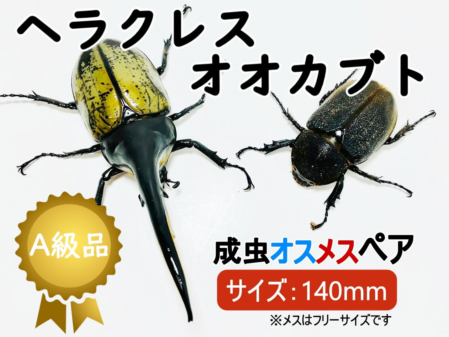 ヘラクレスオオカブト 成虫 ♂( オス) ♀ (メス) ペア A品 140mmUP ラニヘラクレス ヘラクレカブトムシ 昆虫 生き物 ヘラクレス ペット ヘラヘラ プレゼントに 夏休み 自由研究 送料無料 ラニヘラクレスオオカブト 鑑賞用　 Lani Hercules 育て方　飼育