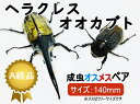 楽天秋田物産KHSHOPヘラクレスオオカブト 成虫 ♂（ オス） ♀ （メス） ペア A品 140mmUP ラニヘラクレス ヘラクレカブトムシ 昆虫 生き物 ヘラクレス ペット ヘラヘラ プレゼントに 夏休み 自由研究 送料無料 ラニヘラクレスオオカブト 鑑賞用　 Lani Hercules 育て方　飼育