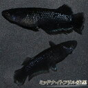 【特価】【送料無料】 ミッドナイトフリル 漆黒 メダカ めだか 若魚 2ペア 成魚 稚魚 ラメ 生体 4匹 観賞魚 淡水魚 おすすめ ペット 屋外 ハウス 飼育 目高 発泡スチロール 容器 ケース 発送 medaka ぽかぽかアクア