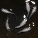 【特価】【送料無料】 紅ほっぺ 半だるま メダカ めだか 若魚 2ペア 半ダルマ 成魚 稚魚 ラメ 生体 4匹 観賞魚 淡水魚 おすすめ ペット 屋外 ハウス 飼育 目高 発泡スチロール 容器 ケース 発送 medaka ぽかぽかアクア