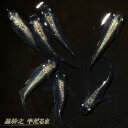 【特価】【送料無料】 黒幹之 半だるま メダカ めだか 若魚 2ペア 半ダルマ 成魚 稚魚 ラメ 生体 4匹 観賞魚 淡水魚 おすすめ ペット 屋外 ハウス 飼育 目高 発泡スチロール 容器 ケース 発送 medaka ぽかぽかアクア