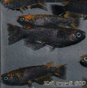 【送料無料】 五式 タイプR GOD メダカ めだか 若魚 2ペア Type-R 成魚 稚魚 ラメ 生体 4匹 観賞魚 淡水魚 おすすめ ペット 屋外 ハウス 飼育 目高 発泡スチロール 容器 ケース 発送 medaka ぽかぽかアクア