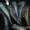 【特価】【送料無料】 サファイア メダカ めだか 若魚 2ペア 成魚 稚魚 ラメ 生体 4匹 観賞魚 淡水魚 おすすめ ペット 屋外 ハウス 飼育 目高 発泡ス...