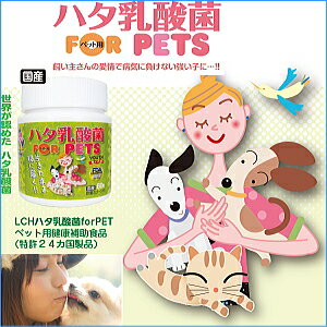 LCHハタ乳酸菌forPET　60g【犬用サプリメント/ペットサプリ/被毛向上/免疫/便秘/口内炎/サプリメント/ねこ/ネコ/supplement】【BKD_d19】