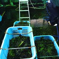 �ڥ��ӥ��建��������狼�ᡡ(���狼��)��11g��(��������)(ŷ����̵ź�á�̵�忧)(ŷ��)(��)(��¢�狼��)