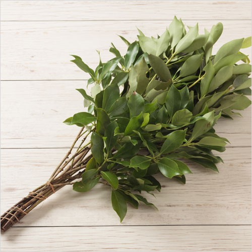 しきび(しきみ・樒・花枝)4束の紹介画像2