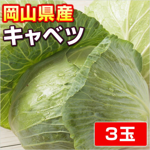 国産乾燥キャベツ 3kg（1kg×3袋） 国産乾燥野菜シリーズ 送料無料 エアドライ 低温熱風乾燥製法 九州産 熊本県産 みそ汁 フリーズドライ ドライベジタブル 保存食 非常食 長期保存