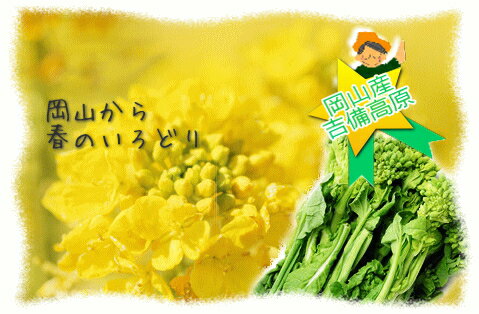 【岡山産】菜の花（ナノハナ）・菜花　●　5　P　●