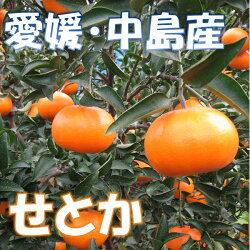 愛媛・中島産減農薬『せとか』