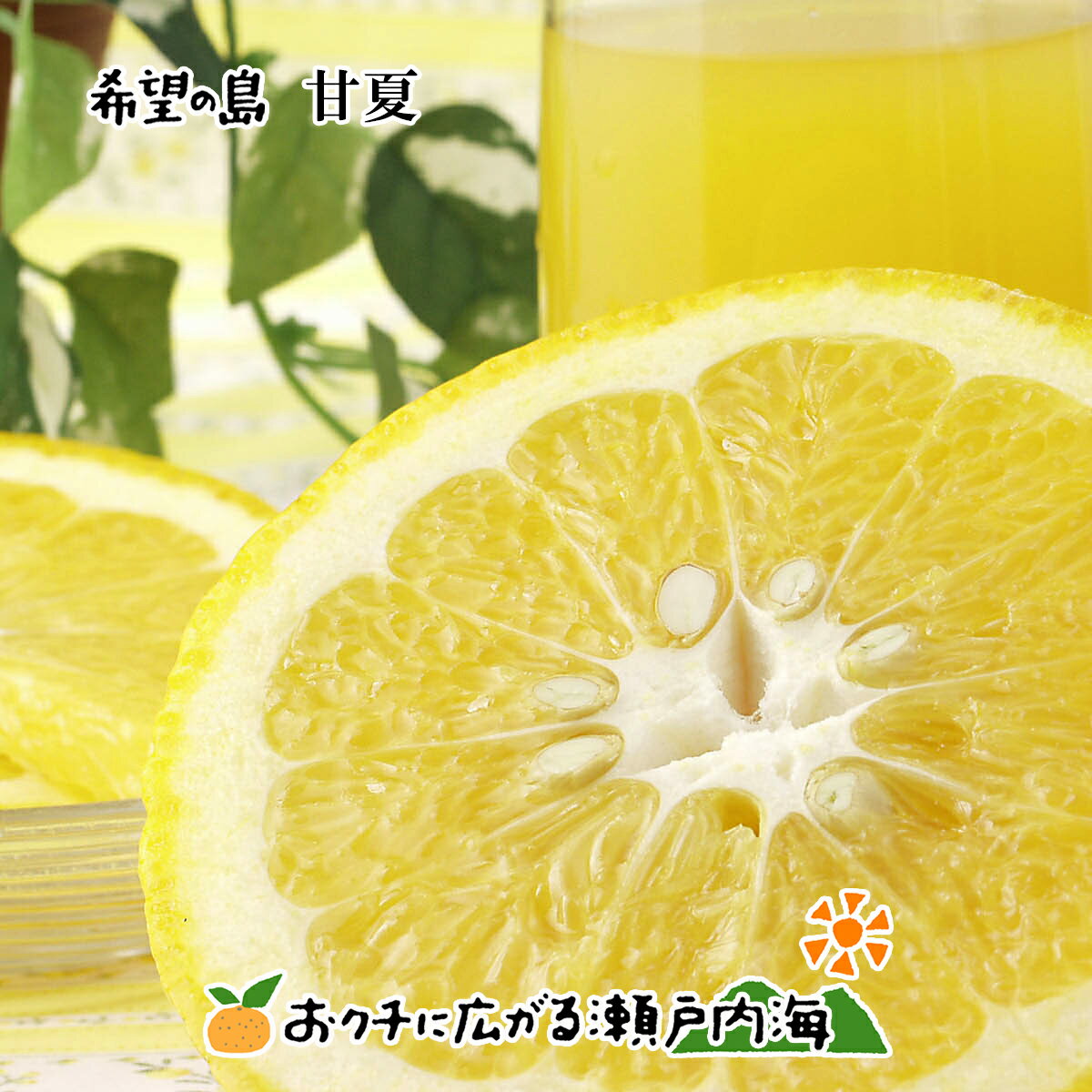 【訳あり】希望の島 甘夏(あまなつ) 5kg サイズ込 愛媛 中島産 みかん 柑橘