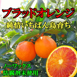 愛媛・中島産ブラッドオレンジ(タロッコ)