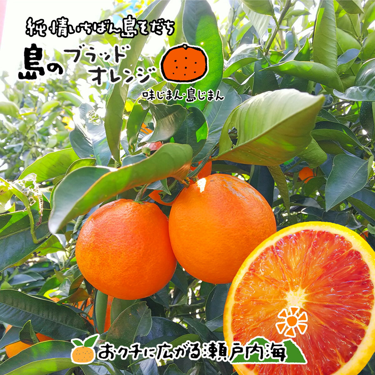 【訳あり】希望の島 ブラッドオレンジ(タロッコ) 5kg サイズ込 国産 愛媛 中島産加工用 blood orange