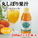 みかんジュース 250ml 12本入 愛媛 中島産【希望の島