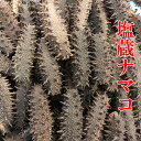 北海道産塩蔵ナマコ なまこ ナマコ 海鼠 塩蔵海参 天然海鼠 天然なまこ 送料無料 特A級品500g 金ん子 北海キンコ 海参 日本 国産 天然 高級珍味 贈答...