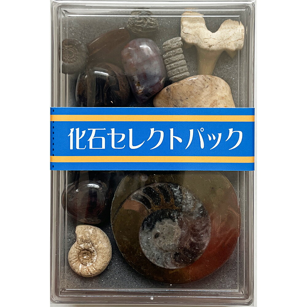 化石12種 セレクトパック アンモナイト サメの歯 琥珀 三葉虫 先カンブリアから新生代の化石
