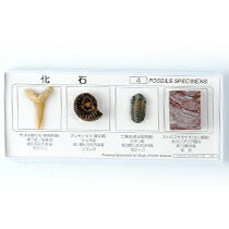 化石標本4種