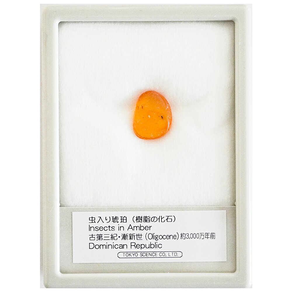 琥珀 こはく 虫入り バルト海沿岸 ドミニカ共和国 化石 標本 自由研究