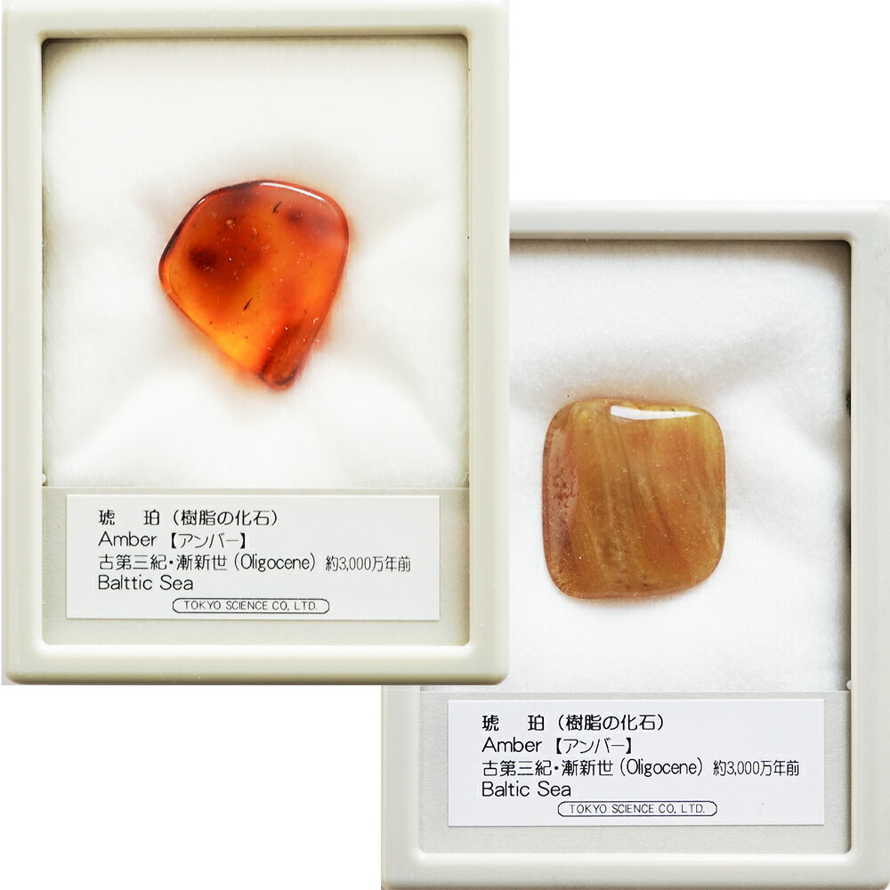 楽天市場】バルト海 琥珀の通販