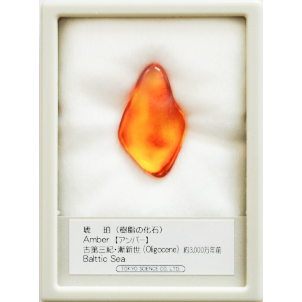 楽天市場】化石 標本の通販