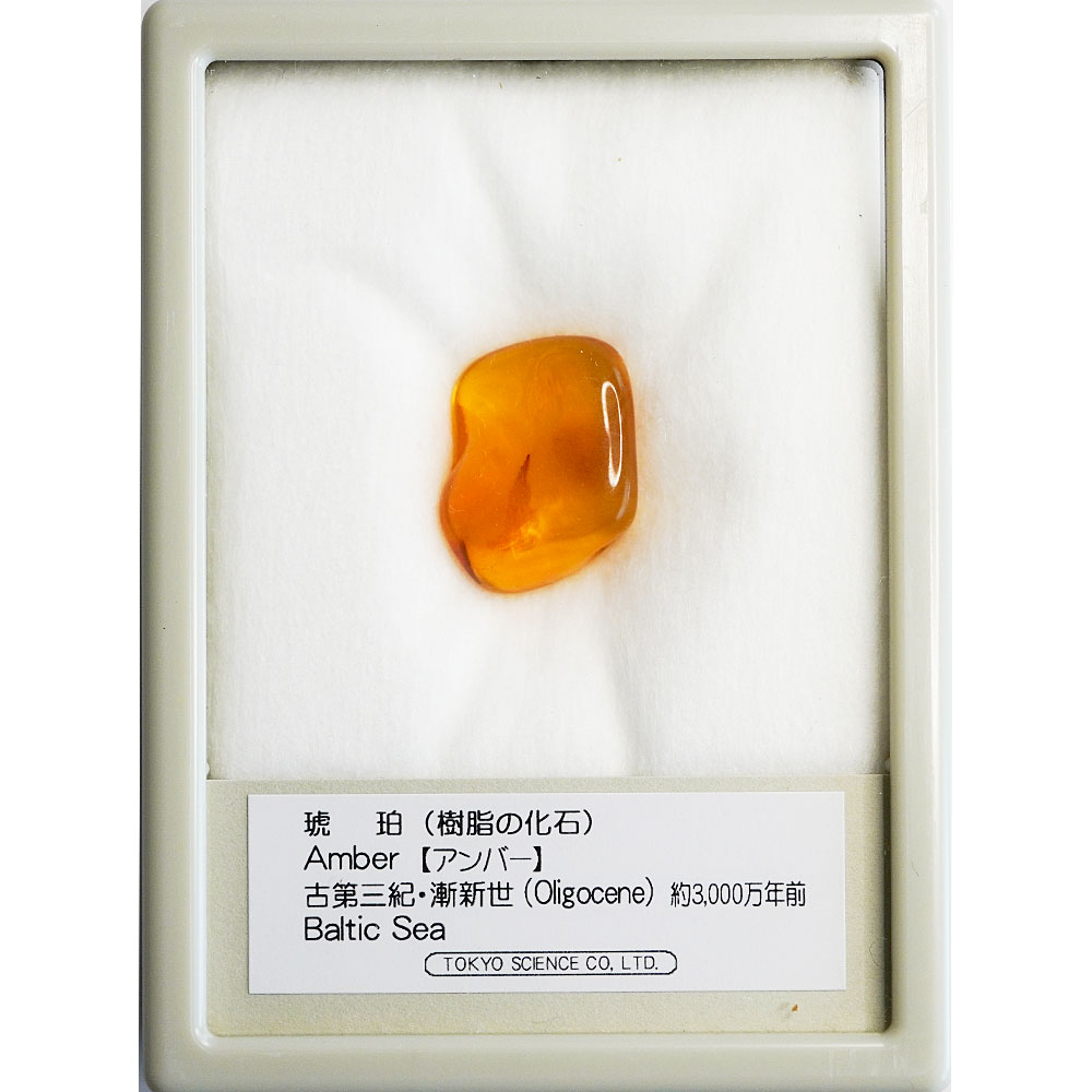 楽天市場】化石 標本 セットの通販