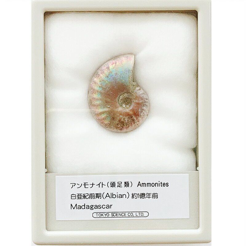 アンモナイト レインボー ケース入り マダガスカル Sサイズ 東京サイエンス 頭足類 化石 プレゼント 科学