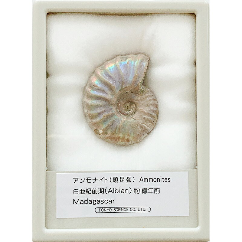 アンモナイト レインボー ケース入り Mサイズ マダガスカル 東京サイエンス 頭足類 化石 プレゼント 科学