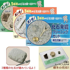 【クーポン】 化石発掘クリーニングセット　古生代編 中生代編 新生代編 キット 三葉虫 腕足類 ウミユリ類茎部 標本ケース付き