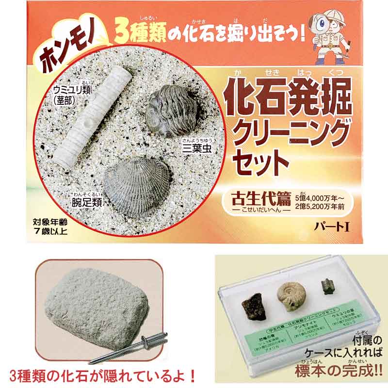 化石発掘クリーニングセット パートI／古生代編 キット 三葉虫 腕足類 ウミユリ類茎部 標本ケース付き