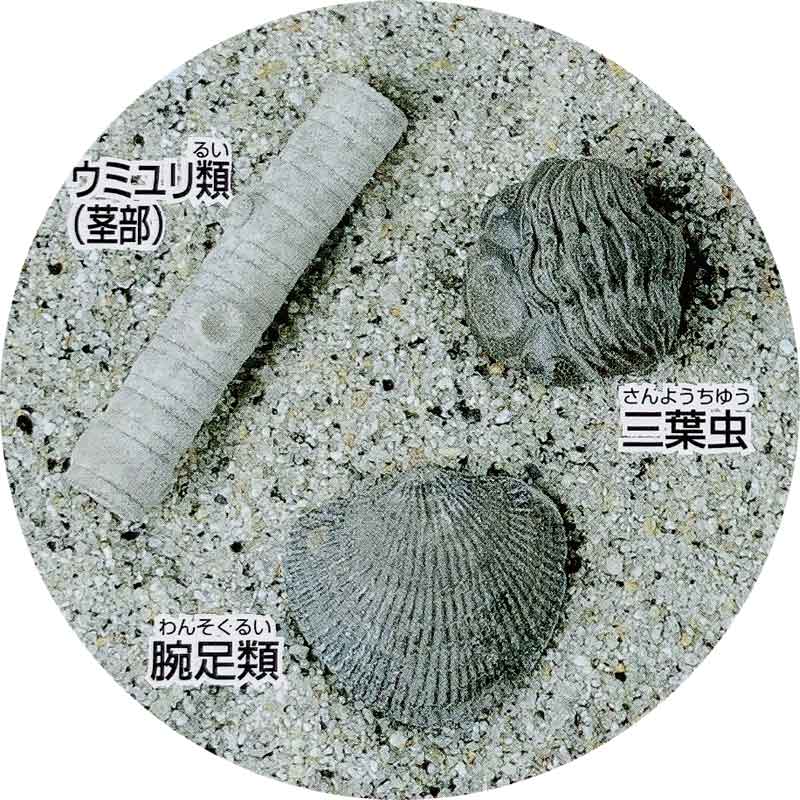 化石発掘クリーニングセット パートI/古生代編...の紹介画像2