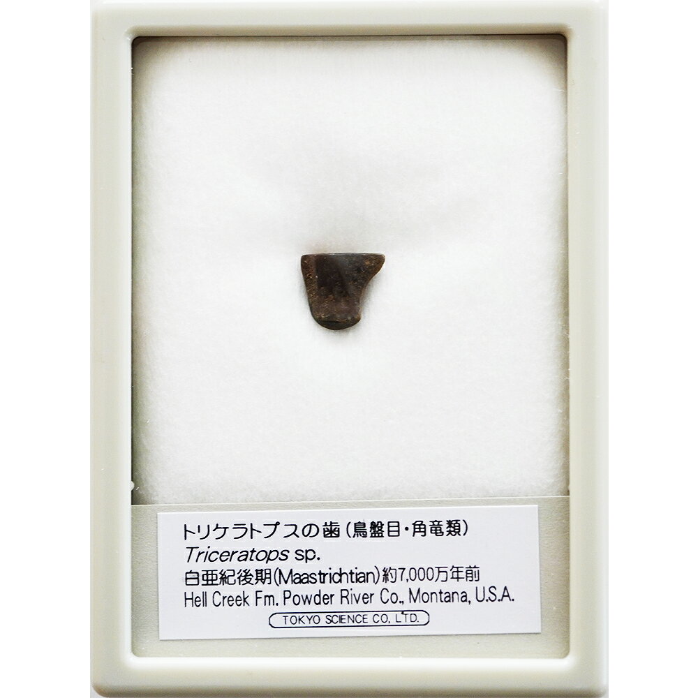 トリケラトプスの歯 ケース入り 東京サイエンス 化石 恐竜の歯