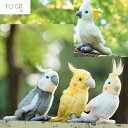 ぬいぐるみ オカメインコ オカメインコルチノー オウム オカメインコノーマル(3)