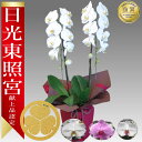 【あすに届く】胡蝶蘭 大輪 2本立 20輪前後~ あす楽 送料無料白 ピンク 赤リップ (コチョウラン 鉢花 開店祝い お祝い 花 誕生日 還暦 米寿 開院 開業 移転 当選 就任 昇進 退職 お供え 贈り物 フラワーギフト 鉢花 大輪 中輪 小輪 ミディ) 翌日配送