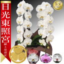 【日光東照宮献上品/あす楽】大輪胡蝶蘭 2本立 25輪前後~ 領収書発行可能 産地直送 ラッピング・立札無料 育て方パンフレット付 TV紹介 多数受賞 コチョウラン 鉢花 開店祝い お祝い 花 誕生日 還暦 米寿 開院 開業 移転 当選 就任 昇進 退職 お供え 御供フラワーギフト