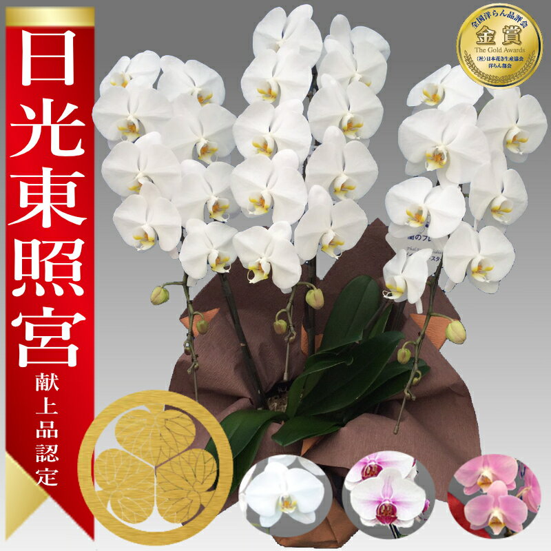 楽天あすに届けるお花屋さん〜輝花〜【楽天1位/最短翌日配送】大輪胡蝶蘭 3本立 35輪前後～ 領収書発行可能 産地直送 ラッピング・立札無料 育て方パンフレット付 TV紹介 多数受賞 コチョウラン 鉢花 開店祝い お祝い 花 誕生日 還暦 開院 開業 移転 当選 就任 昇進 退職 お供え 御供フラワーギフト