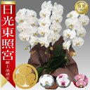 楽天あすに届けるお花屋さん〜輝花〜【楽天1位/最短翌日配送】大輪胡蝶蘭 3本立 35輪前後～ 領収書発行可能 産地直送 ラッピング・立札無料 育て方パンフレット付 TV紹介 多数受賞 コチョウラン 鉢花 開店祝い お祝い 花 誕生日 還暦 開院 開業 移転 当選 就任 昇進 退職 お供え 御供フラワーギフト