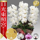 【楽天1位/最短あすに届く】大輪胡蝶蘭 3本立 35輪前後〜 領収書発行可能 産地直送 ラッピング・立札無料 育て方パンフレット付 TV紹介 多数受賞 コチョウ...