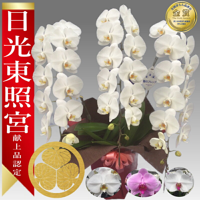 【楽天1位/最短翌日配送】大輪胡蝶蘭 3本立 40輪前後～ 領収書発行可能 産地直送 ラッピング・立札無料 育て方パンフレット付 TV紹介 多数受賞 コチョウラン 鉢花 開店祝い お祝い 花 誕生日 還暦 開院 開業 移転 当選 就任 昇進 退職 お供え 御供フラワーギフト