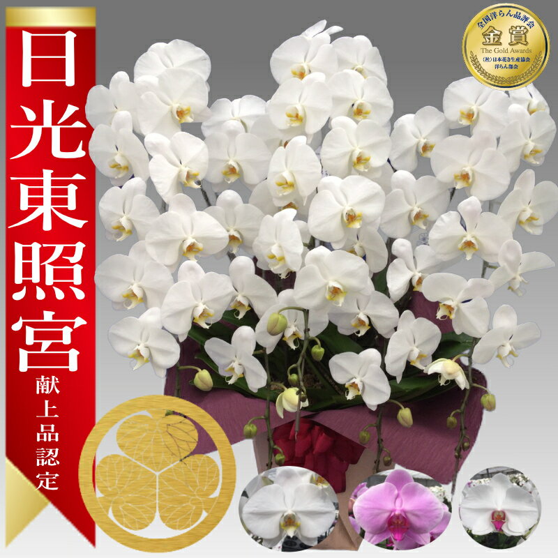 楽天あすに届けるお花屋さん〜輝花〜【楽天1位/最短翌日配送】大輪胡蝶蘭5本立 60輪前後～ 領収書発行可能 産地直送 ラッピング・立札無料 育て方パンフレット付 TV紹介 多数受賞 コチョウラン 鉢花 開店祝い お祝い 花 誕生日 還暦 開院 開業 移転 当選 就任 昇進 退職 お供え 御供フラワーギフト