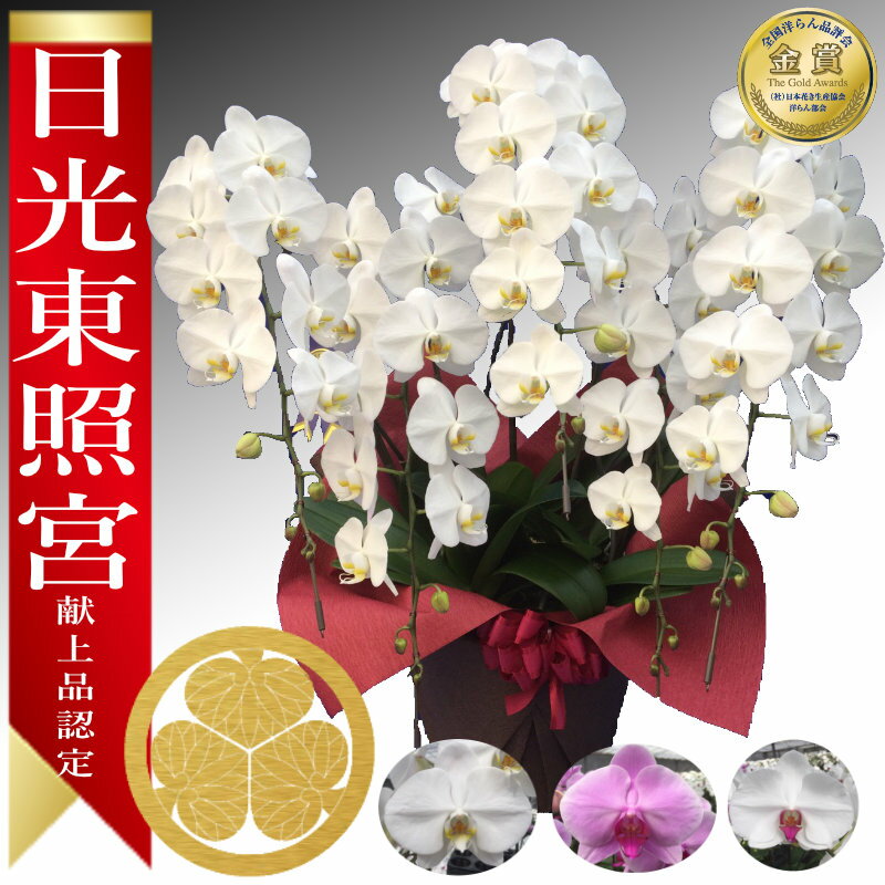 楽天あすに届けるお花屋さん〜輝花〜【楽天1位/最短翌日配送】大輪胡蝶蘭 5本立 60輪前後～ 領収書発行可能 産地直送 ラッピング・立札無料 育て方パンフレット付 TV紹介 多数受賞 コチョウラン 鉢花 開店祝い お祝い 花 誕生日 還暦 開院 開業 移転 当選 就任 昇進 退職 お供え 御供フラワーギフト