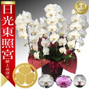 【楽天1位/最短翌日配送】大輪胡蝶蘭 5本立 60輪前後～ 領収書発行可能 産地直送 ラッピング・立札無料 育て方パンフレット付 TV紹介 多数受賞 コチョウラン 鉢花 開店祝い お祝い 花 誕生日 還暦 開院 開業 移転 当選 就任 昇進 退職 お供え 御供フラワーギフト