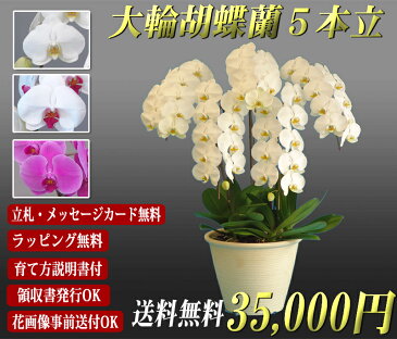 胡蝶蘭 大輪 5本立ち 50輪前後〜35,000円 選べる3色 あす楽 送料無料 札 ラッピング無料 木札 白 ピンク 赤リップ (コチョウラン 鉢花 開店祝い お祝い 花 誕生日 還暦 米寿 開院 開業 移転 当選 就任 昇進 退職 お供え 贈り物 フラワーギフト 鉢花 大輪 中輪 小輪 ミディ)