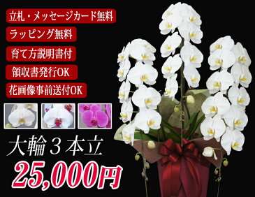 胡蝶蘭 大輪 3本立ち 40輪前後〜25,000円 選べる3色 あす楽 送料無料 札 ラッピング無料 木札 白 ピンク 赤リップ (コチョウラン 鉢花 開店祝い お祝い 花 誕生日 還暦 米寿 開院 開業 移転 当選 就任 昇進 退職 お供え 贈り物 フラワーギフト 鉢花 大輪 中輪 小輪 ミディ)