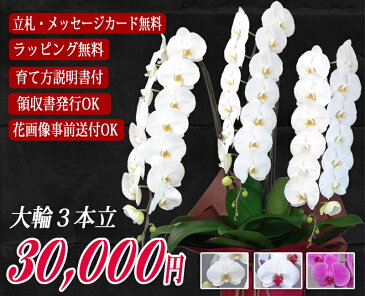 胡蝶蘭 大輪 3本立ち 42輪前後〜30,000円 選べる3色 あす楽 送料無料 札 ラッピング無料 木札 白 ピンク 赤リップ (コチョウラン 鉢花 開店祝い お祝い 花 誕生日 還暦 米寿 開院 開業 移転 当選 就任 昇進 退職 お供え 贈り物 フラワーギフト 鉢花 大輪 中輪 小輪 ミディ)